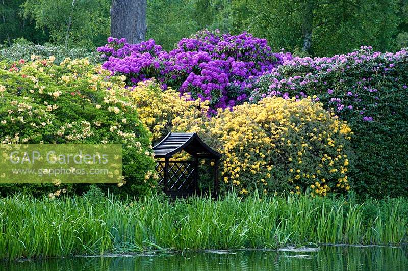 Petite tonnelle en bois se dresse au bord du lac entouré de rhododendrons en fleurs, d'arbres et d'herbes à Hoveton Hall Estate Gardens, Norwich, Royaume-Uni.