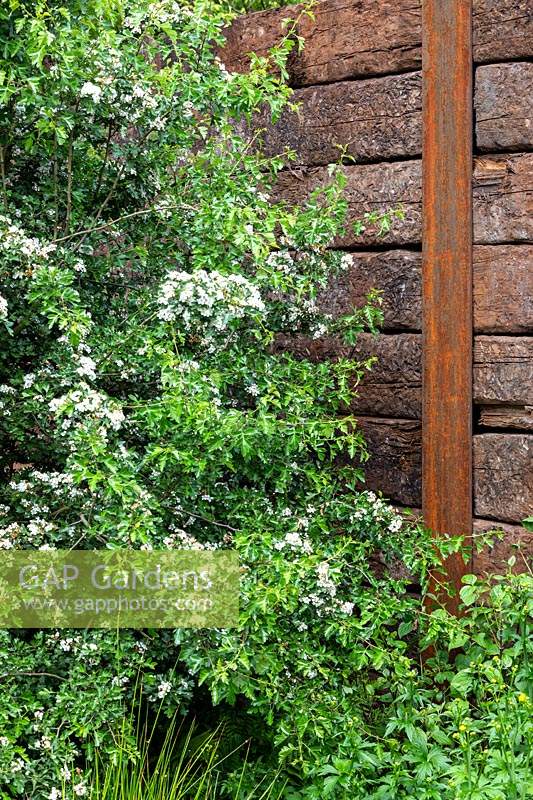 Mur en bois de traverse de chemin de fer avec Crataegus, aubépine planté dans le jardin de la résilience au RHS Chelsea Flower Show 2019