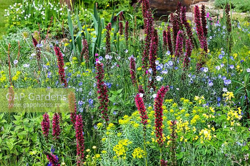 Flèches d'Echium russicum parmi les plantations informelles et colorées dans le jardin de la résilience au RHS Chelsea Flower Show 2019