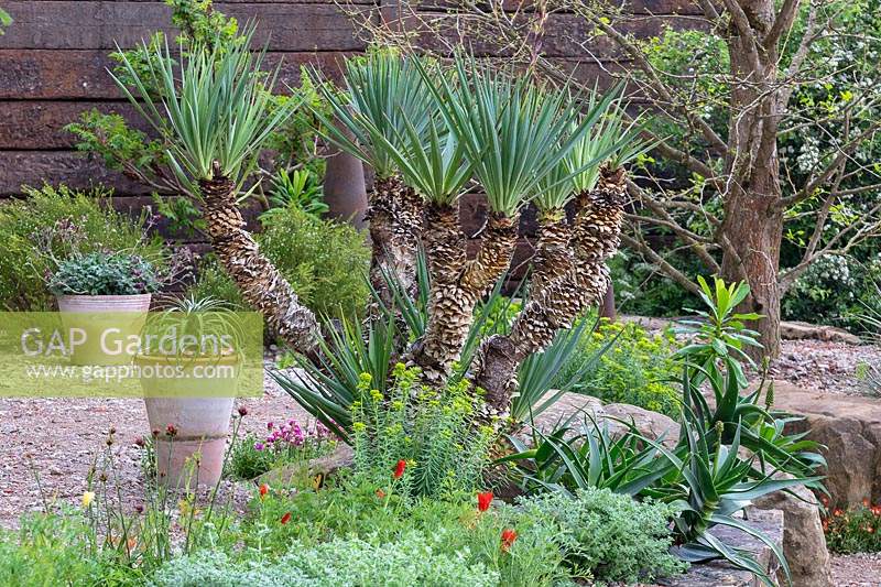 Yucca recurva sur un grand parterre de pierre surélevé dans le jardin de la résilience au RHS Chelsea Flower Show 2019
