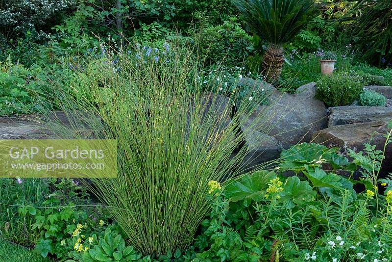Le jardin de la résilience. Prêle - Equisetum hyemale comme plante aquatique. Parrain: Commission forestière