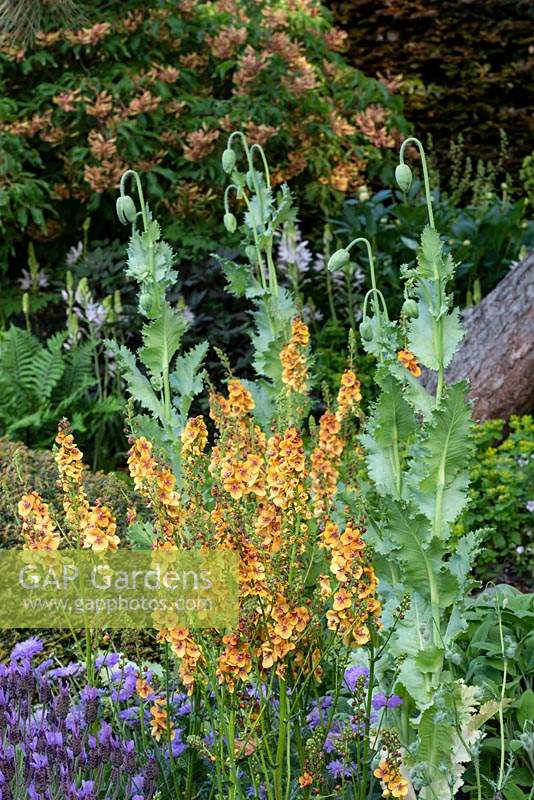 Le jardin Morgan Stanley. Verbascum 'Clementine' et Papaver somniferum 'Black Paeony' - Coquelicot - avec Aesculus pavia - Red Buckeye - en arrière-plan