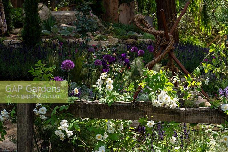 Rosa 'Rambling Rector' avec Allium 'Purple Sensation' RHS Chelsea Flower Show 2019