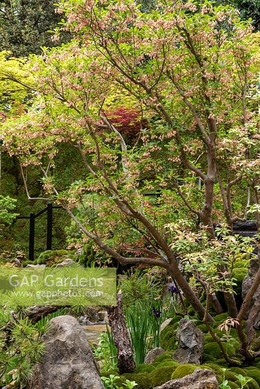 Enkianthus campanulatus est également connu sous le nom de redvein enkianthus dans le jardin japonais de Green Switch. RHS Chelsea Flower Show 2019