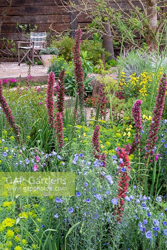 Plantation mixte d'Echium russicum, Digiplexis, Linum perenne et Euphorbia palustris - The Resilience Garden, RHS Chelsea Flower Show 2019.