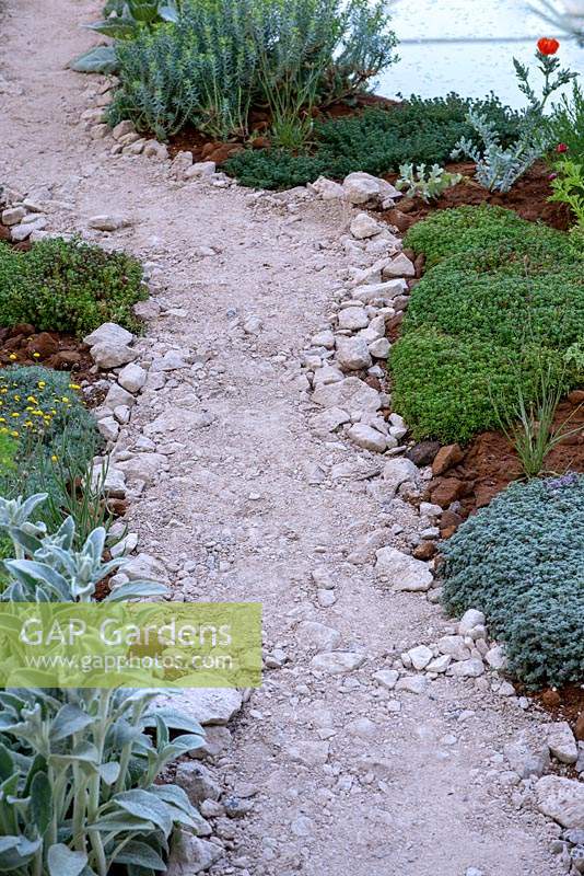 Chemin de gravier serpentant à travers des plantations basses, y compris Stachys byzantina - Le Dubai Majlis Garden, RHS Chelsea Flower Show 2019.