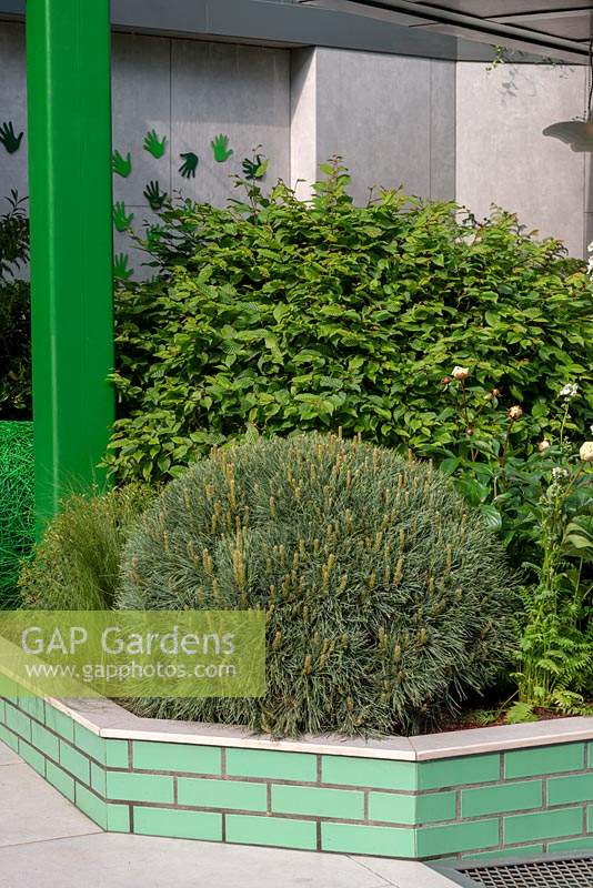 Parterre de fleurs surélevé carrelé de vert avec des dômes de Carpinus betulus et Pinus - The Greenfingers Charity Garden, RHS Chelsea Flower Show, 2019.