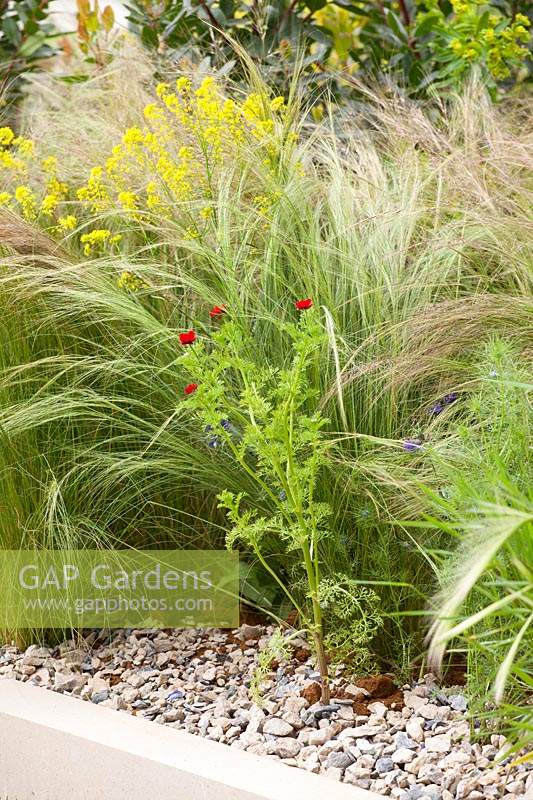 Le Dubai Majilis Garden. Détail d'Adonis annua planté de gravier avec Stipa pennata et Isatis tinctoria. Sponsor: Dubaï