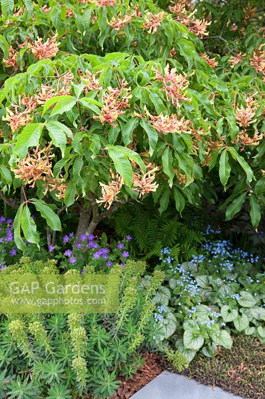 Le jardin Morgan Stanley, Aesculus pavia sous-planté d'Euphorbia 'Black Night' et Brunnera macrophylla 'Jack Frost' - Parrain: Morgan Stanley.
