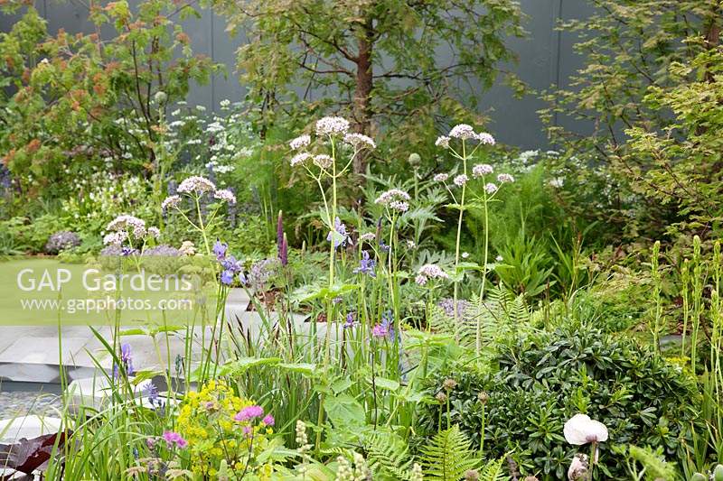 Le Manchester Garden, vue sur le jardin et ses sculptures blanches ondulantes, avec des plantations dont Iris sibirica 'Persimmon' et Valériane. Sponsors: Aviva Investors et Cole Waterhouse.