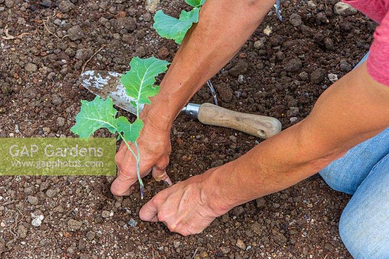 Raffermissement du sol autour du brocoli nouvellement planté