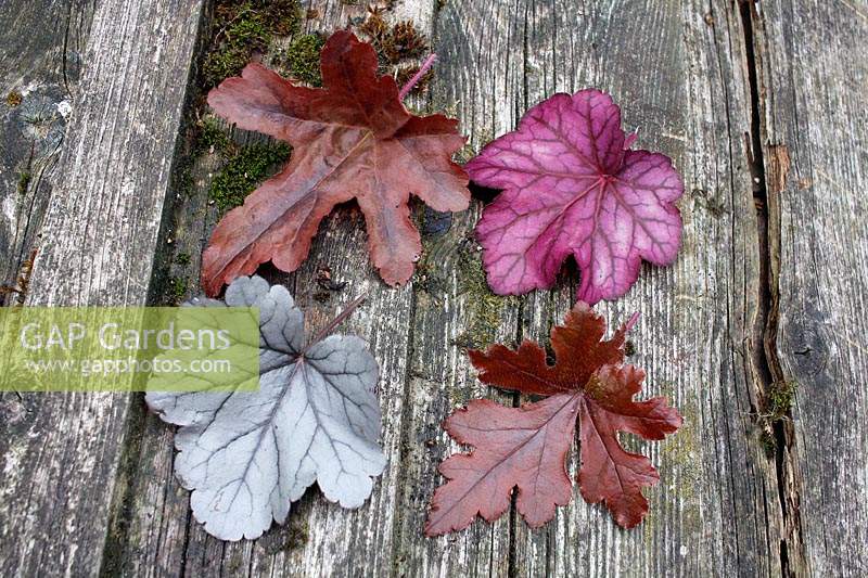 Heuchera 'Hopscotch' 'Red Rover' 'Silver Gumdrop' et 'Wild Rose', feuilles disposées sur du vieux bois
