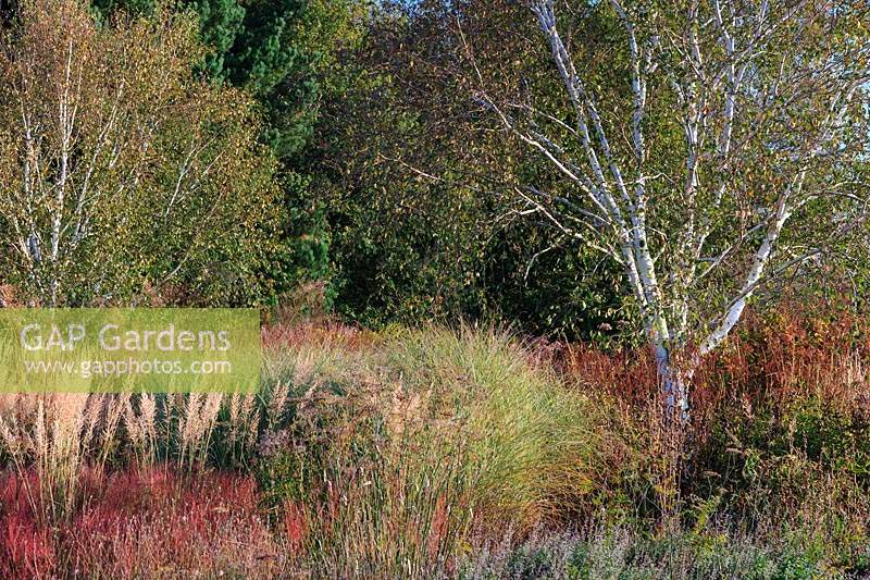 Paire de bouleaux argentés à plusieurs tiges - Betula pendula sous-plantée de prairies. . Millennium Garden, Pensthorpe, Norfolk, Royaume-Uni