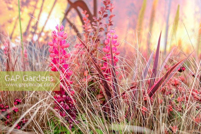 Lupinus 'Red Rum', Phormium 'Flamingo' et Carex testacea dans le jardin de Désolation et Régénération - RHS Hampton Court Flower Show 2013.