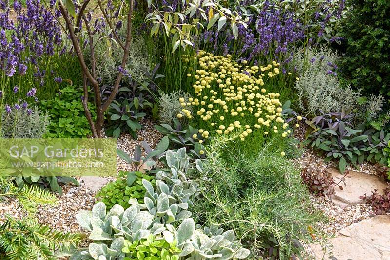 Jardin de gravier planté d'herbes méditerranéennes - Halo - RHS Hampton Court Flower Show 2014