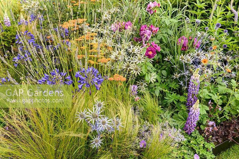 Parterre d'été mixte dans le jardin Délier le nœud, RHS Hampton Court Flower Show 2014