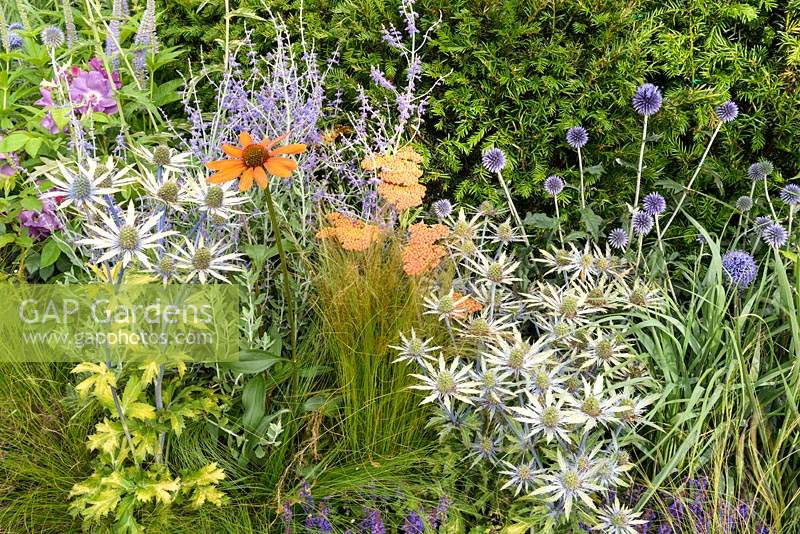 Parterre d'été mixte dans le jardin Délier le nœud - RHS Hampton Court Flower Show 2014