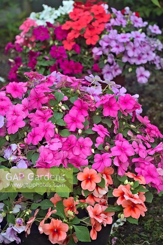 Impatiens walleriana - Lizzies Buzy mixtes