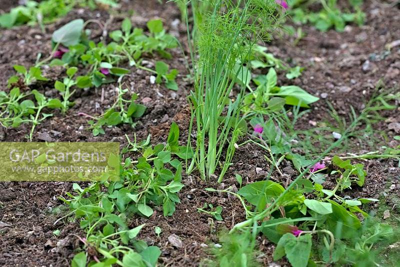 Jardinier désherbant à la main entre le bulbe semé fin juin Florence Fennel - Foeniculum vulgare 'Finale' - les mauvaises herbes sont laissées à la surface du sol par temps sec - elles se ratatinent rapidement et meurent