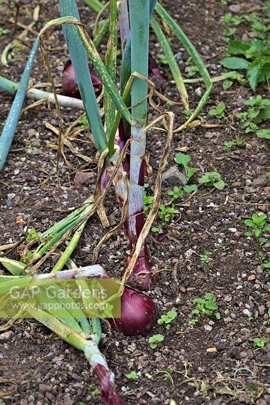 Oignons en séries et prêts à être soulevés et à sécher davantage - Allium cepa 'Rolein' - les tiges épaisses sont celles qui se sont boulonnées.