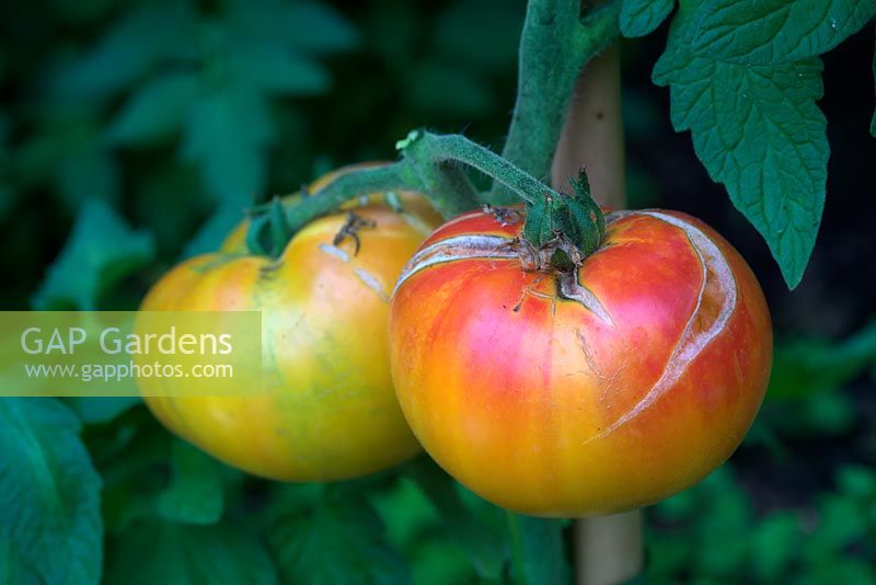 Solanum lycopersicum 'Cotelees Jaune' - Beefsteak Tomato - peaux fendues