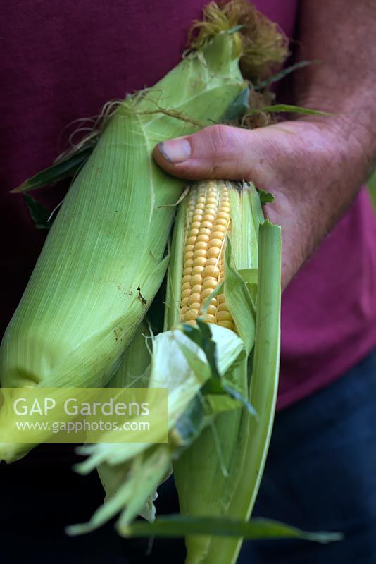 Jardinier tenant une récolte de maïs sucré 'Ovation' de Zea mays