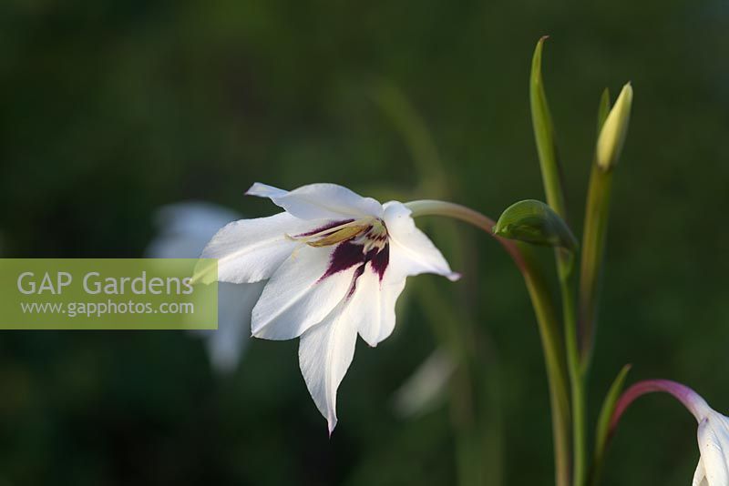 Acidanthera - Gladiolus murielae - Glaïeul abyssin