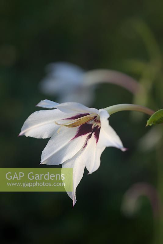 Acidanthera - Gladiolus murielae - Glaïeul abyssin