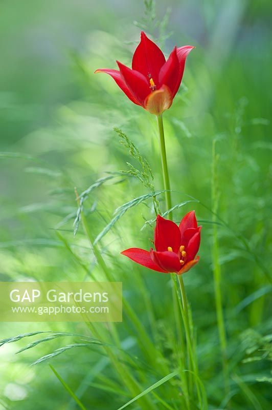 Tulipa sprengeri poussant parmi l'herbe sauvage. Mai, fin du printemps.