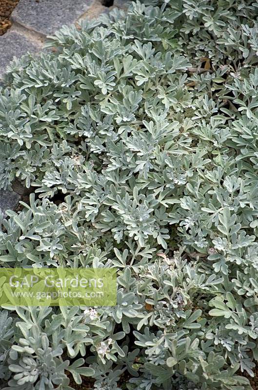 Artemisia stelleriana 'Boughton Silver' Absinthe.