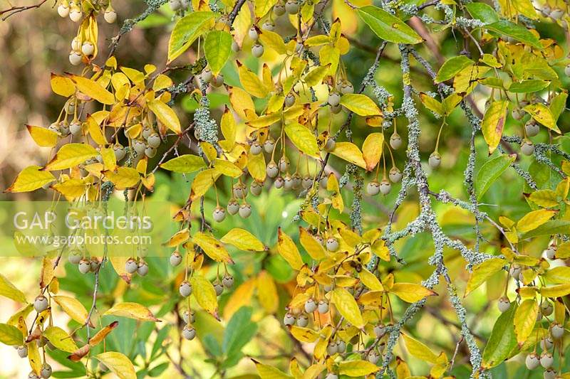 Styrax japonicus - Snowbell japonais - fruits suspendus et lichen sur les branches