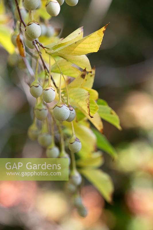 Styrax japonicus - Snowbell japonais - fruits suspendus