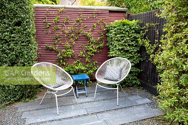 Petit jardin contemporain dans l'ouest de Londres avec terrasse grise avec chaises. Les plantations environnantes comprennent Ceanothus, Carpinus betulus, Trachelospermum jasminoides et Ceanothus 'Lemon and Lime'