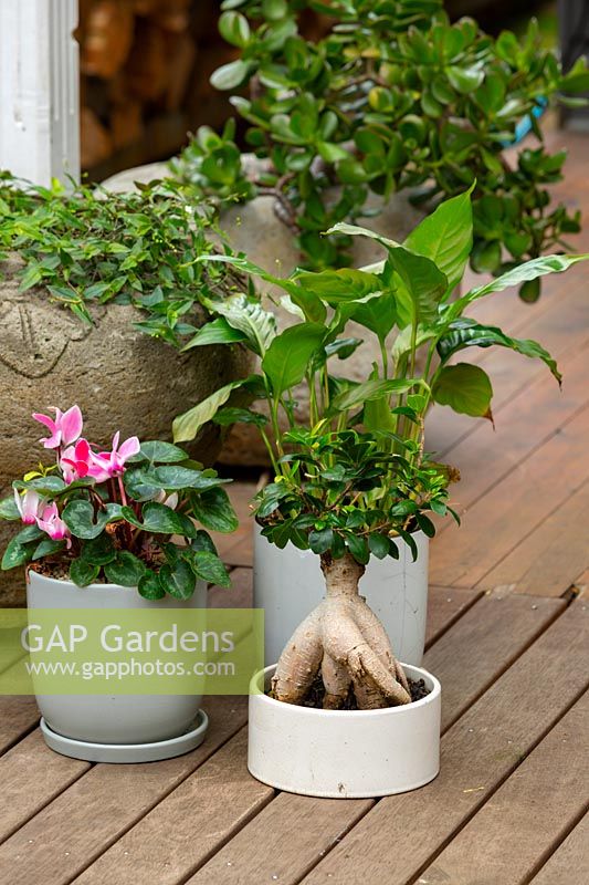 Un groupe de trois pots vitrés, gris et blanc, assis sur une terrasse en bois avec un cyclamen à fleurs roses, un lis de la paix et une figue bonsaï.