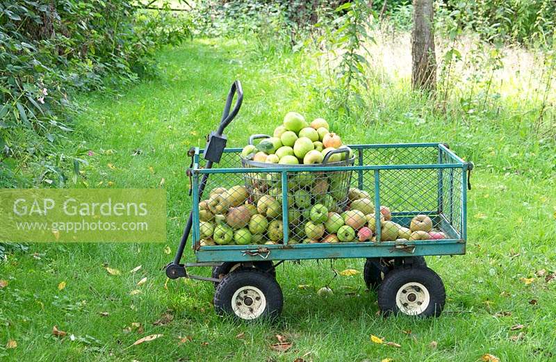 Wagon de fer rempli de pommes récoltées