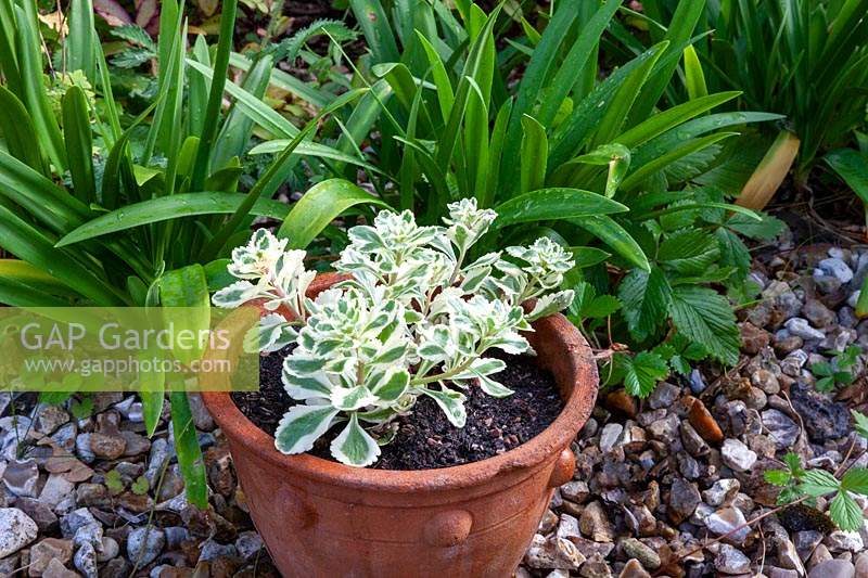 Sedum takesimense 'Atlantis' en pot