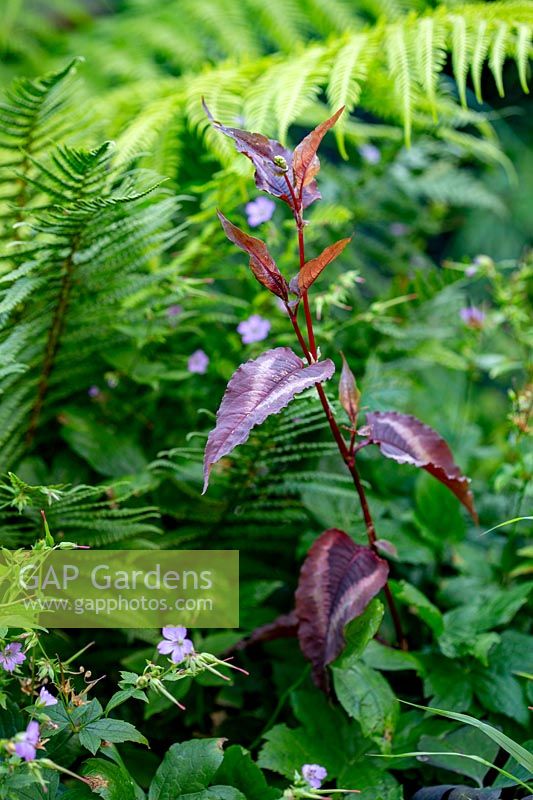 Persicaria microcephala 'Red Dragon'