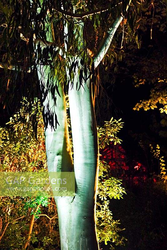 Eucalyptus - Gum Tree - tronc éclairé par l'éclairage électrique des plantes après la tombée de la nuit