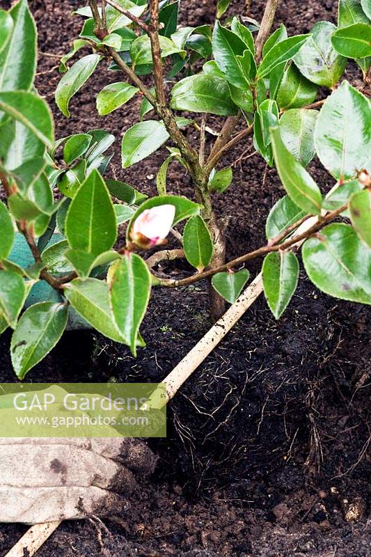 Planter un camélia cultivé en pot à l'aide d'un bâton pour obtenir une profondeur de plantation correcte pour la motte