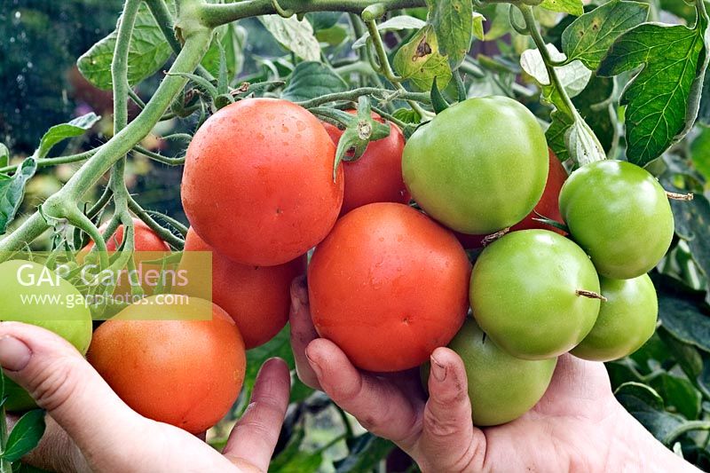 Récolte de la tomate mûrissante 'Vanessa'