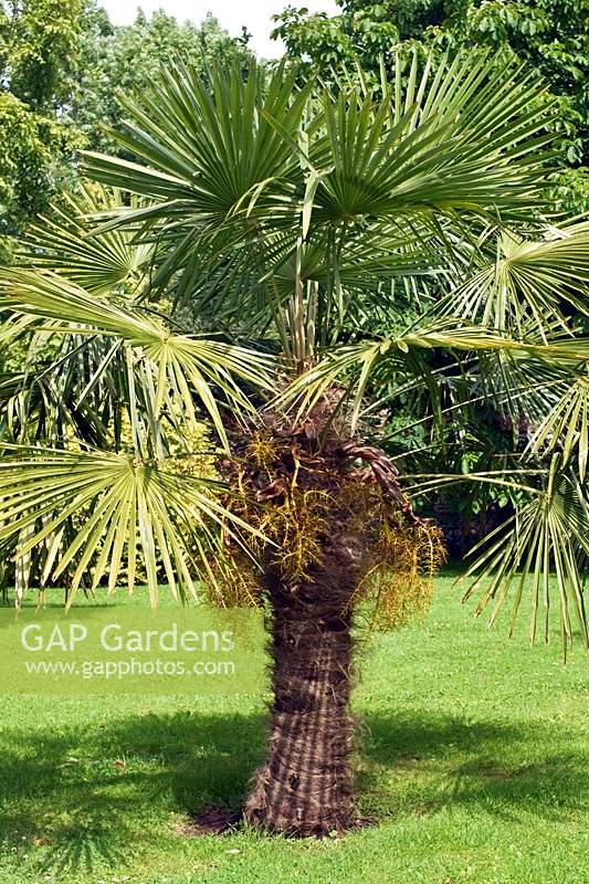 Trachycarpus fortunei - Palmier de Chusan