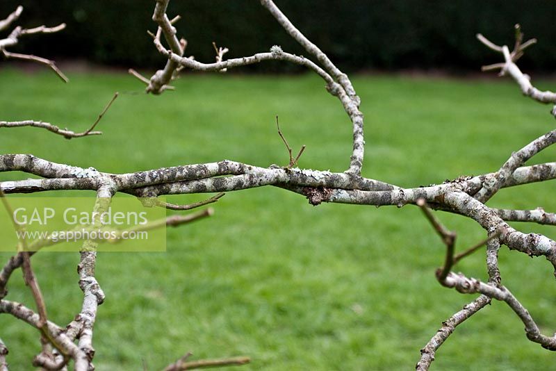 Branches tissées et pousses latérales réduites - Pléchage du tilleul