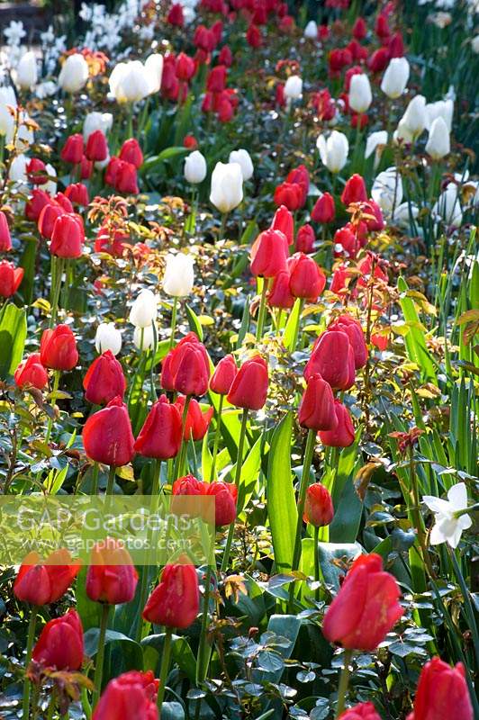 Variétés mixtes de Tulipa - Tulip - plantées de manière informelle dans un parterre de fleurs