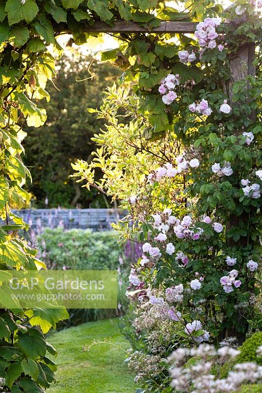 Rose rose grimpante encadrant une arche marquant la transition d'une zone du jardin à une autre à Sea View, Cornwall en juin.
