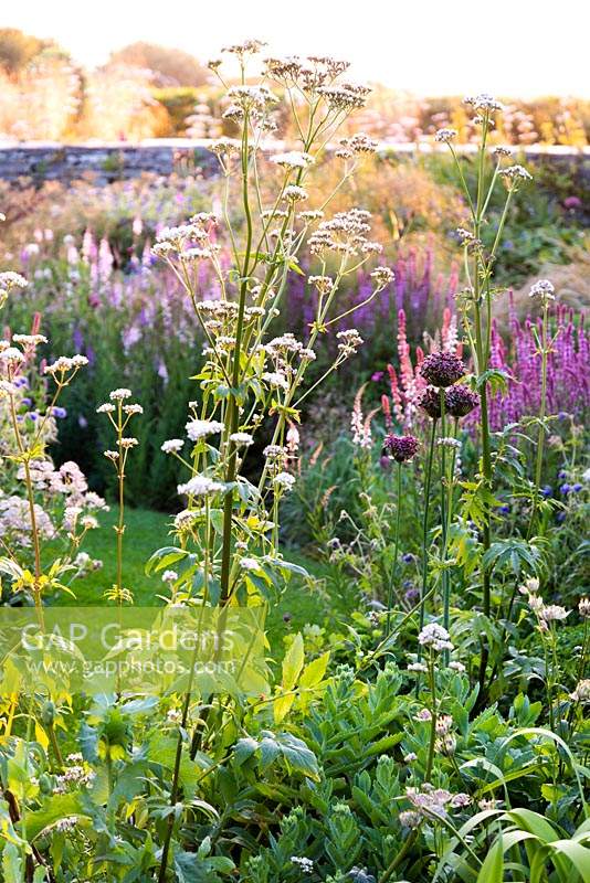 Densley a planté des parterres de fleurs avec un mélange de plantes vivaces herbacées, notamment Allium 'Firmament', Valeriana officinalis, sedums, salvias, astrantias, géraniums et Linaria purpurea 'Canon Went' à Sea View, Cornwall en juin.