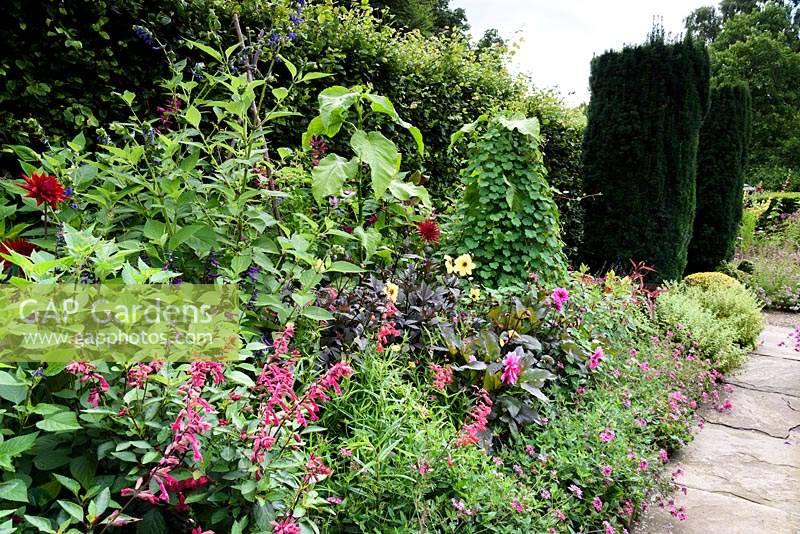 Parterre de fleurs ornementales dans le potager planté de couleurs chaudes comme les dahlias, les salvias, l'escalade Tropaeolum peregrinum et la verveine au York Gate Garden, Adel en juillet.