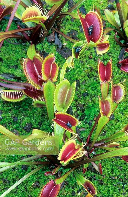 Dionaea muscipula 'Royal Red' 'piège à mouches vénus '.