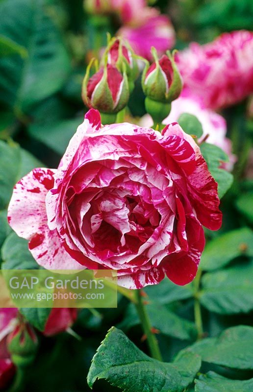 Rosa 'Ferdinand Pichard' - Rose Bourbon - boutons et fleurs à rayures ou éclaboussures