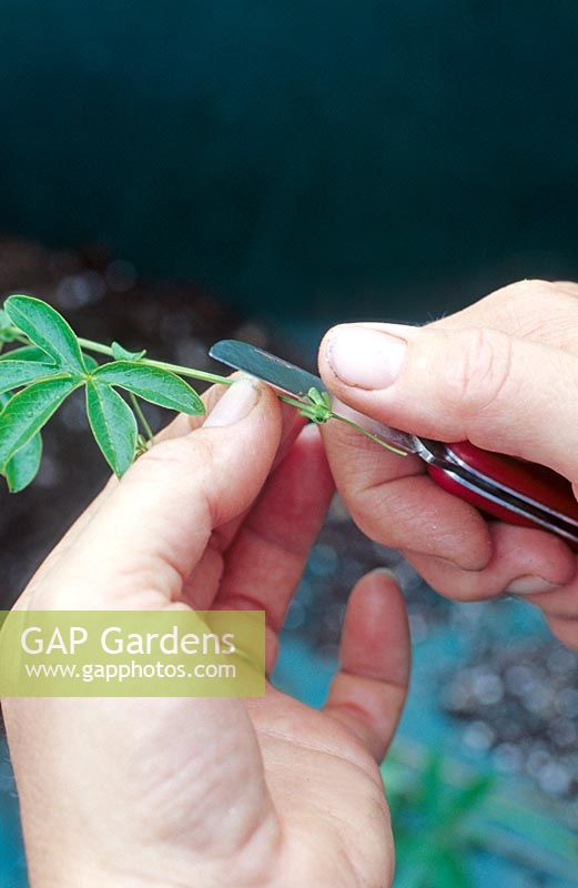 Prendre des boutures nodales de Passiflora - Passiflore, à l'aide d'un couteau pour couper sous un nœud