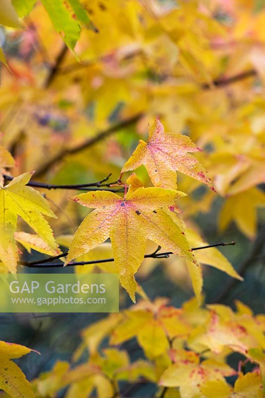 Acer 'Pubinerve' - Feuilles d'érable japonais 'Pubinerve' en automne
